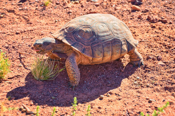 Mojave Desert Tortoise, Gopherus Agassizii, eating  grass and cactus foraging in the Red Cliffs Desert Reserve St George Southern Utah. United States.