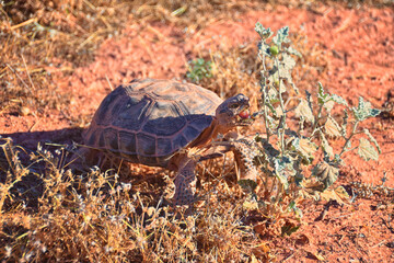 Mojave Desert Tortoise, Gopherus Agassizii, eating  grass and cactus foraging in the Red Cliffs Desert Reserve St George Southern Utah. United States.