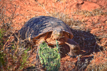 Mojave Desert Tortoise, Gopherus Agassizii, eating  grass and cactus foraging in the Red Cliffs Desert Reserve St George Southern Utah. United States.