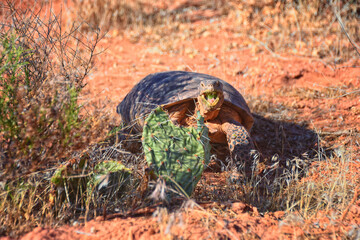 Mojave Desert Tortoise, Gopherus Agassizii, eating  grass and cactus foraging in the Red Cliffs Desert Reserve St George Southern Utah. United States.