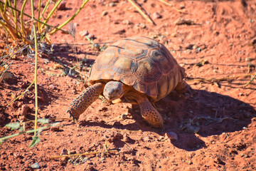 Mojave Desert Tortoise, Gopherus Agassizii, eating  grass and cactus foraging in the Red Cliffs Desert Reserve St George Southern Utah. United States.