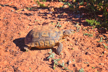 Mojave Desert Tortoise, Gopherus Agassizii, eating  grass and cactus foraging in the Red Cliffs Desert Reserve St George Southern Utah. United States.