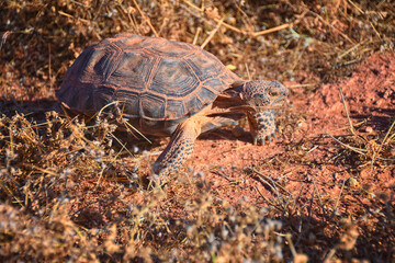 Mojave Desert Tortoise, Gopherus Agassizii, eating  grass and cactus foraging in the Red Cliffs Desert Reserve St George Southern Utah. United States.