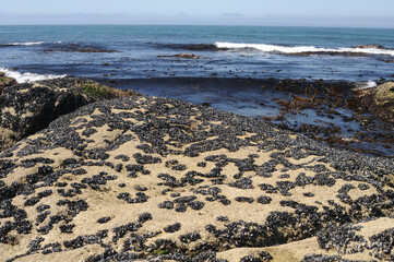 Mussels