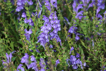Baikal skullcap, scutellaria baicalensis, medicinal plant.