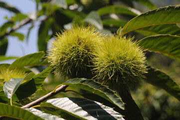 Chestnut