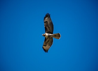 A Hawk Soaring in a Blue Sky