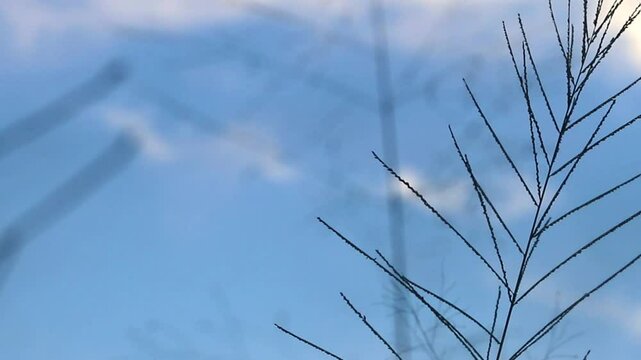 Beautiful tree branches floral plan for green garden grass.