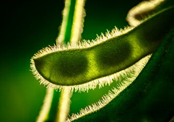 macro soybean plant 