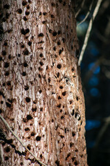 A Pine Tree used as a Ganary Tree by Acorn Woodpeckers in Summer waiting for Fall Acorns