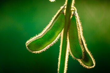 soybean plant on the field 