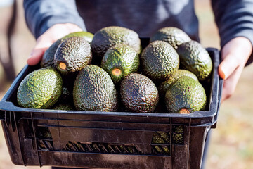 A person holding a black crate filled with fresh avocados.