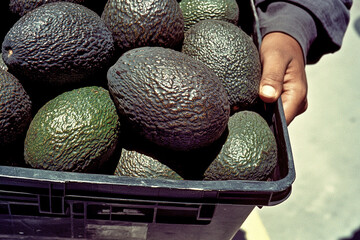 Close-up of a hand holding a crate filled with large, ripe avocados.