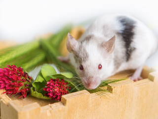 Fototapeta premium Multicolored satin mouse with red eyes. Domestic animal, small rodent, pest on farms and residential buildings.