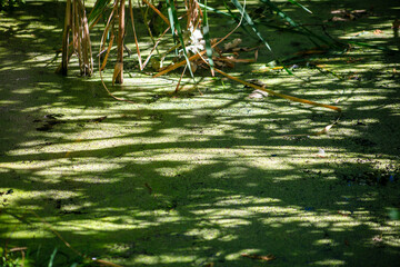 Pond Duckweed at the side of a pond in a forest