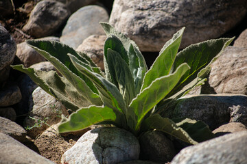 Cowboy Toilet paper Wooly Mullen drowing from a rocky area