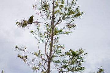 siluetas de loros