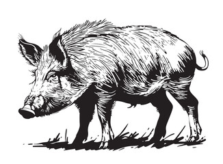 Fototapeta premium Wild boar sketch. Engraving . Vector illustration