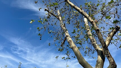 Sycamore against the background of the morning sky. Photo from the Balkans, Gorica Park in Montenegro. High quality photo