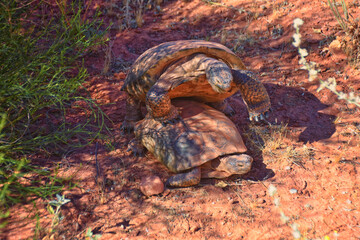 Mating Mojave Desert Tortoise, Gopherus Agassizii, mating ritual shell butting circling in the Red Cliffs Desert Reserve St George Southern Utah.