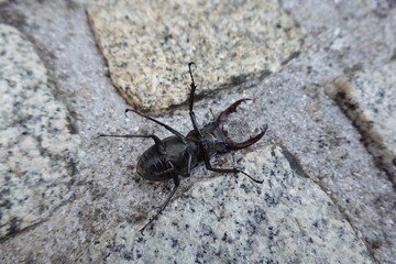 Stag Beetle on Granite Stone Path