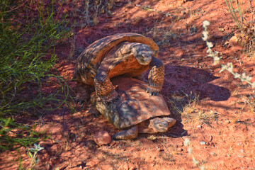 Mating Mojave Desert Tortoise, Gopherus Agassizii, mating ritual shell butting circling in the Red Cliffs Desert Reserve St George Southern Utah.
