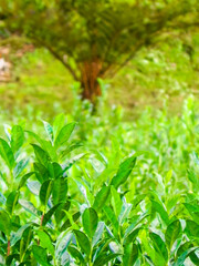 Close up of green tea leaves as nature background