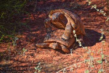 Mating Mojave Desert Tortoise, Gopherus Agassizii, mating ritual shell butting circling in the Red Cliffs Desert Reserve St George Southern Utah.