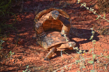 Mating Mojave Desert Tortoise, Gopherus Agassizii, mating ritual shell butting circling in the Red Cliffs Desert Reserve St George Southern Utah.