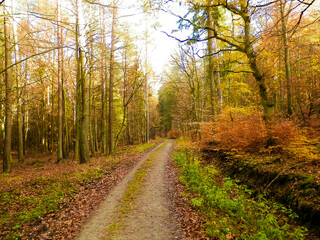 Autumn forest landscape, Poland.
