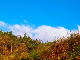 Autumnal trees on blue sky background.