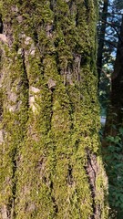Moss on wood, cool and detailed texture. High quality photo
