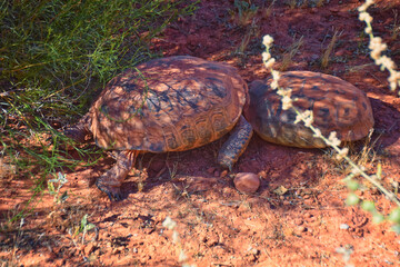 Obraz premium Mating Mojave Desert Tortoise, Gopherus Agassizii, mating ritual shell butting circling in the Red Cliffs Desert Reserve St George Southern Utah.
