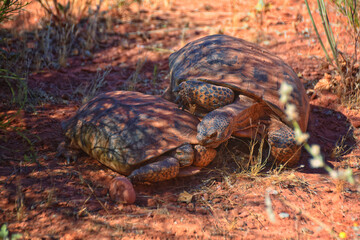 Mating Mojave Desert Tortoise, Gopherus Agassizii, mating ritual shell butting circling in the Red Cliffs Desert Reserve St George Southern Utah.