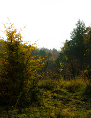 Autumnal forest landscape. Polish nature.