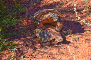 Mating Mojave Desert Tortoise, Gopherus Agassizii, mating ritual shell butting circling in the Red Cliffs Desert Reserve St George Southern Utah.