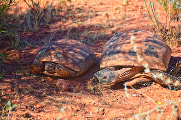 Mating Mojave Desert Tortoise, Gopherus Agassizii, mating ritual shell butting circling in the Red Cliffs Desert Reserve St George Southern Utah.
