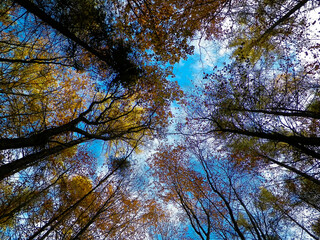 Autumn trees against blue sky.