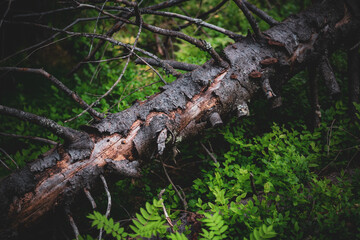 old tree on the forest
