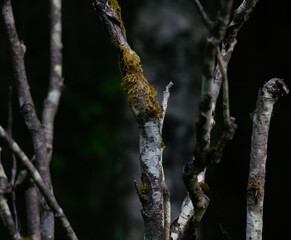 branches with catkins
