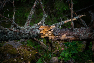 broken tree