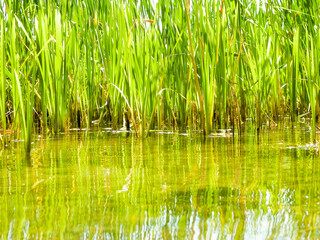 Close up of typha plant in lake water.