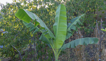 A banana tree with large leaves growing in the garden, surrounded by other trees and plants