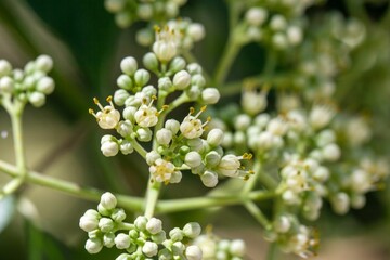 Flowers of a Korean evodia, Tetradium daniellii