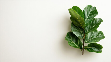 fiddle leaf fig against a crisp white background, with simple lines and ample space for text