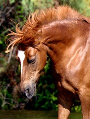 Fototapeta premium Portrait of a Wild Horse 