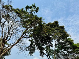 tree and sky