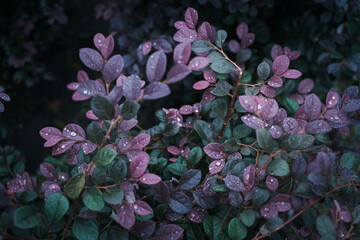 A lush green bush with purple flowers. The flowers are drooping and have a wet appearance, giving the impression of rain
