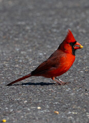 Male cardinal standing eating corn kernel