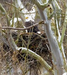 Bald eagle in nest in tree